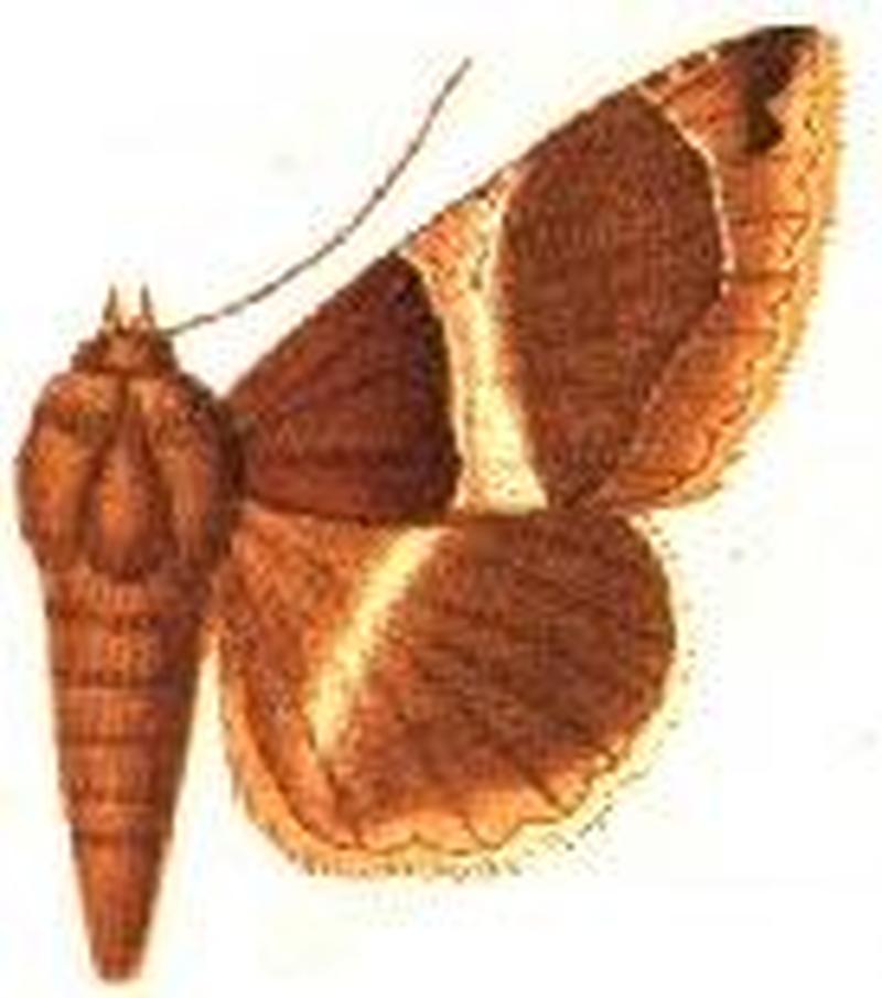 Parallelia latifascia