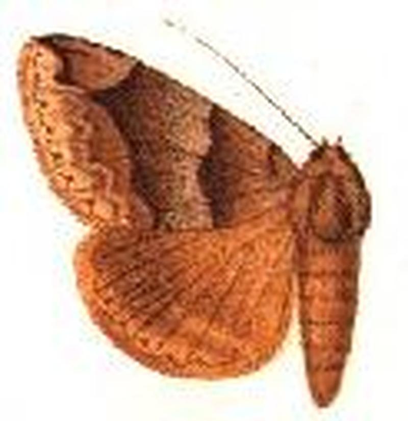 Parallelia mandschuriana