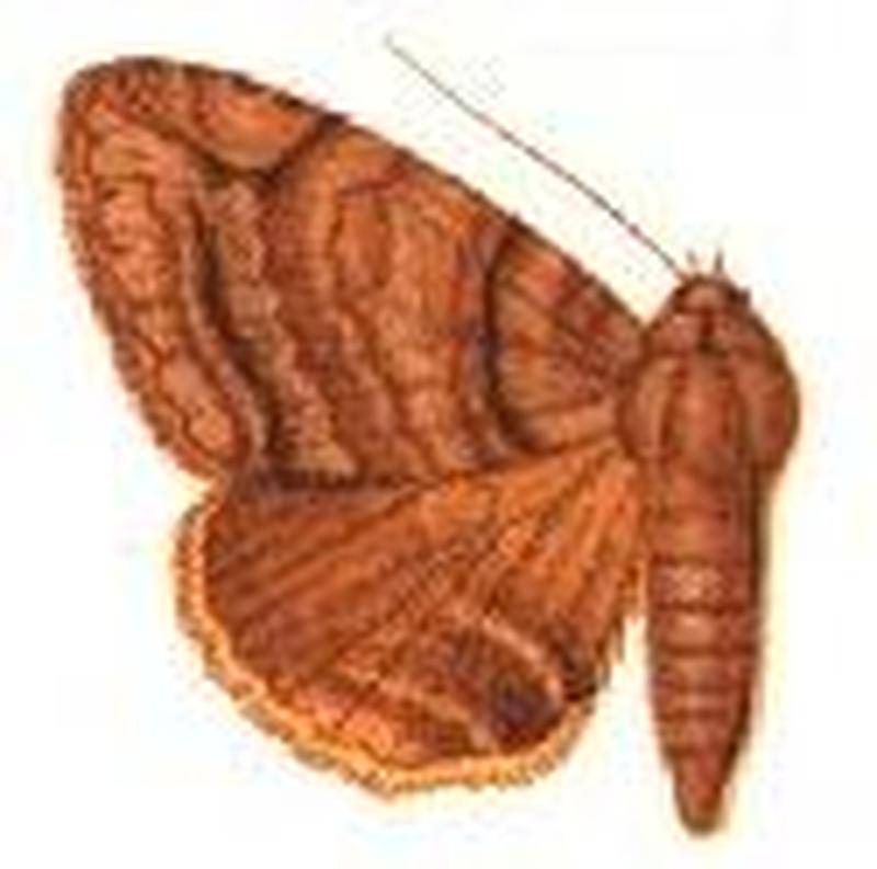 Parallelia multilineata