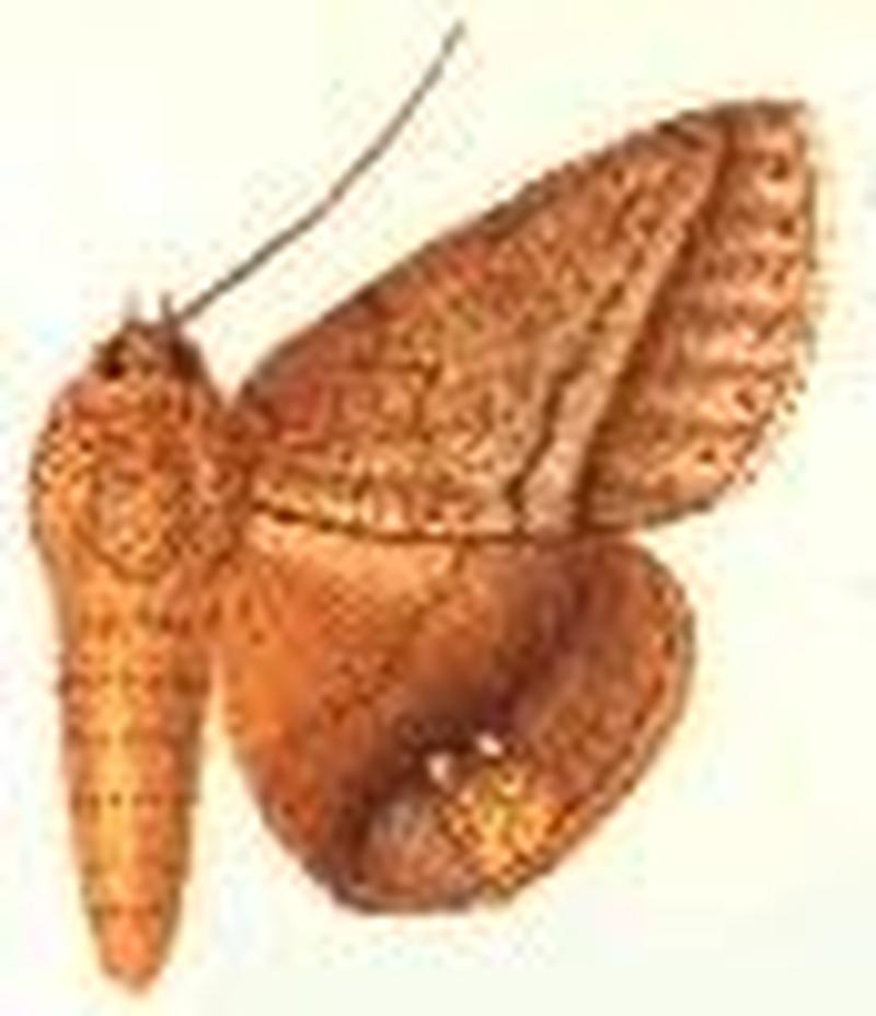 Parallelia palumbiodes