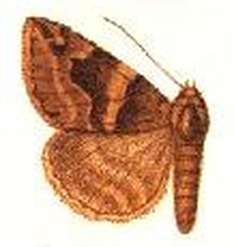 Parallelia prorasigna