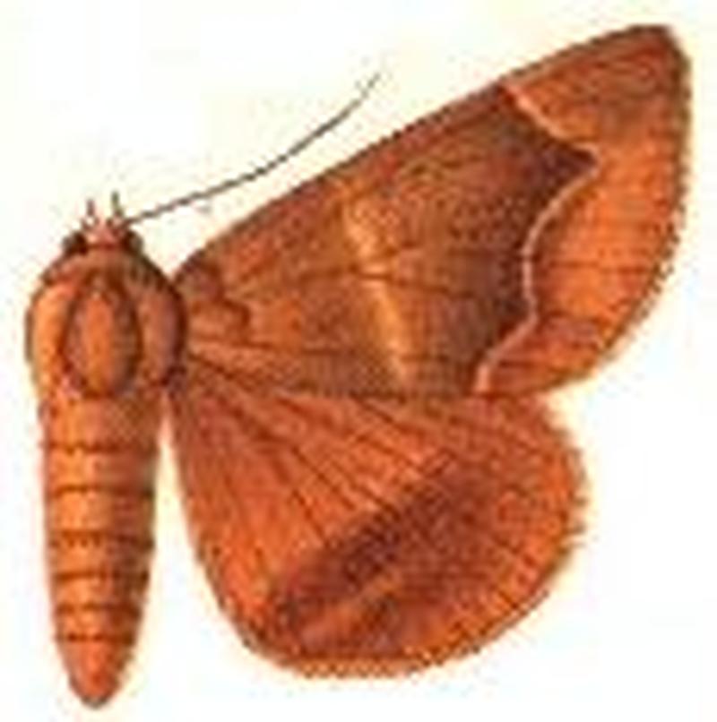 Parallelia solomonensis