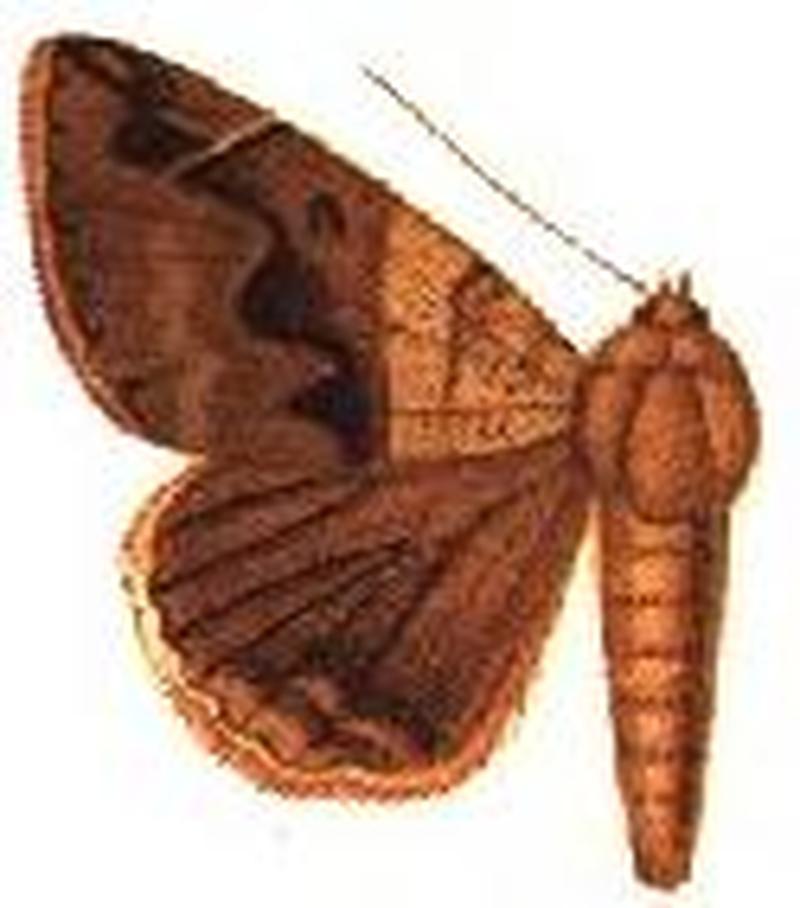 Parallelia triplocyma