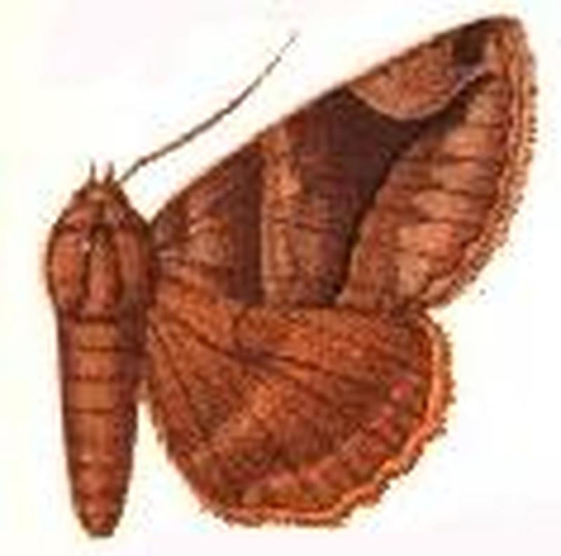 Parallelia trogosema