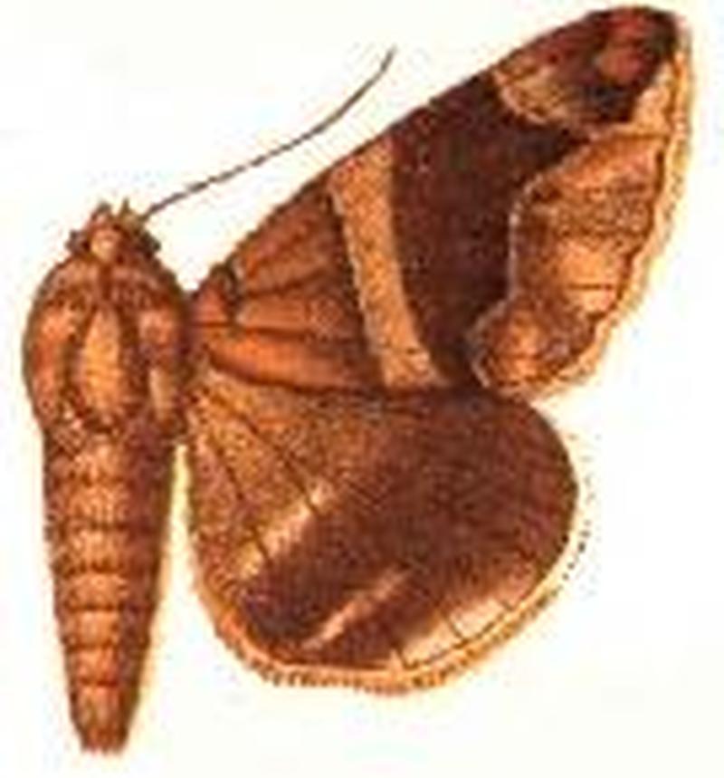 Parallelia vitiensis