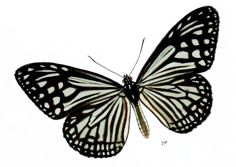 ParanticaAglea 13 1e
