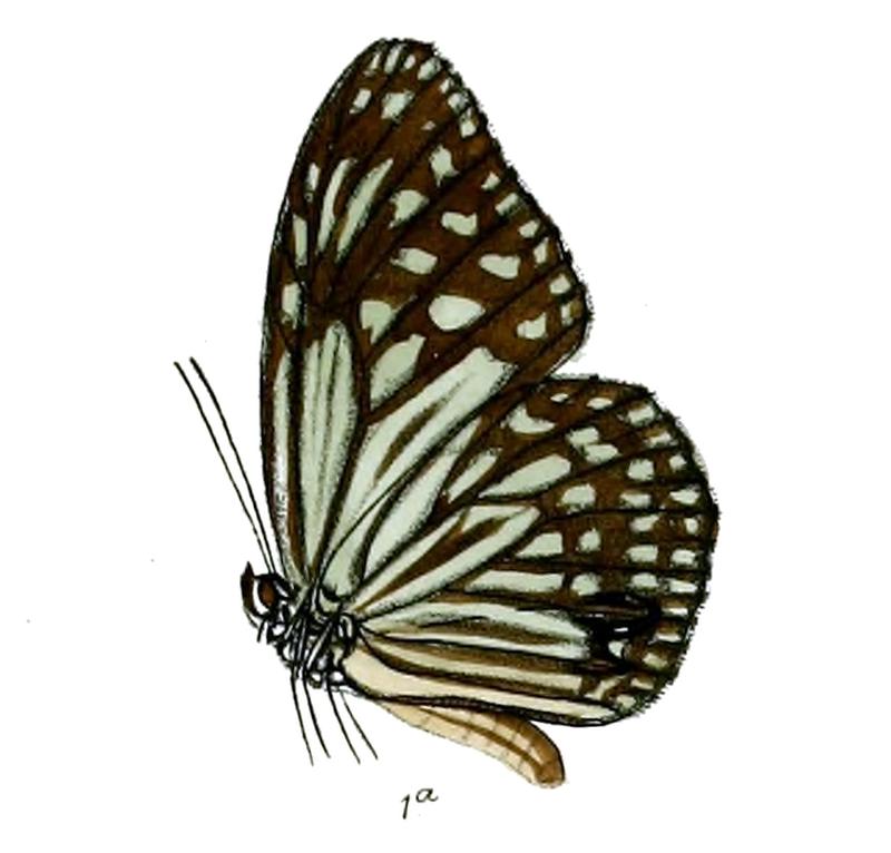ParanticaAgleoides 14 1a