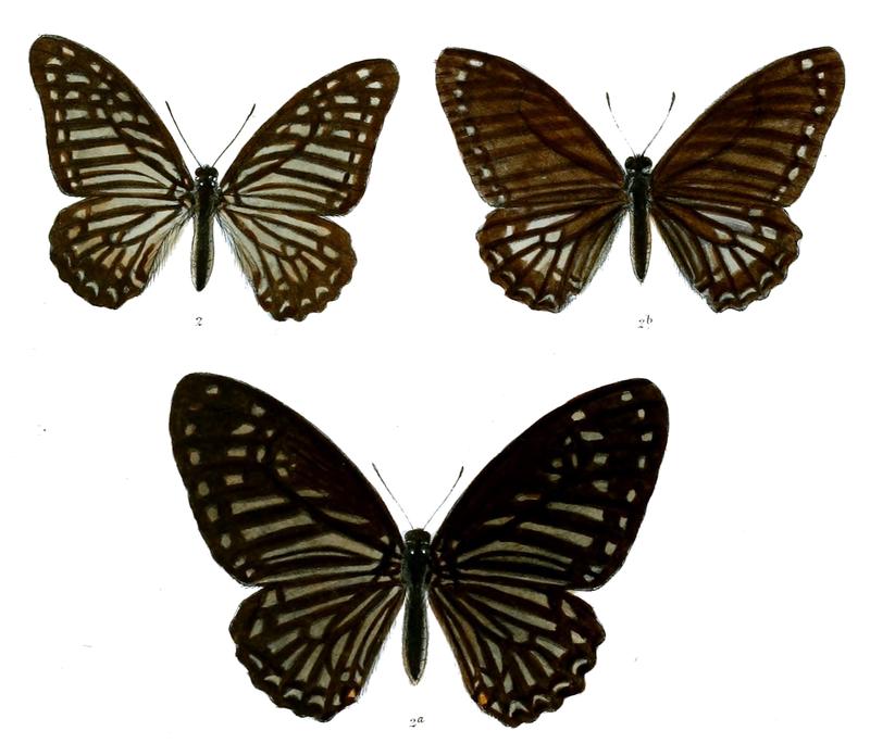 Paranticopsis indicus 515