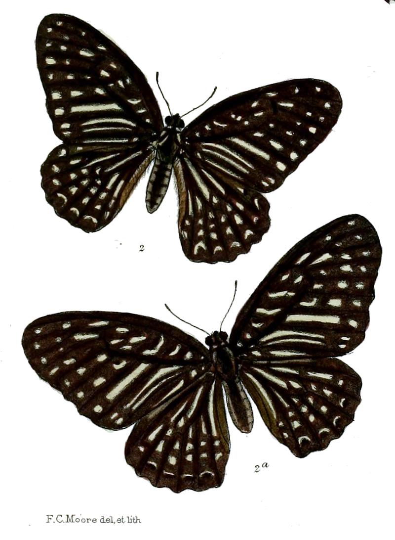 Paranticopsis megarus 517
