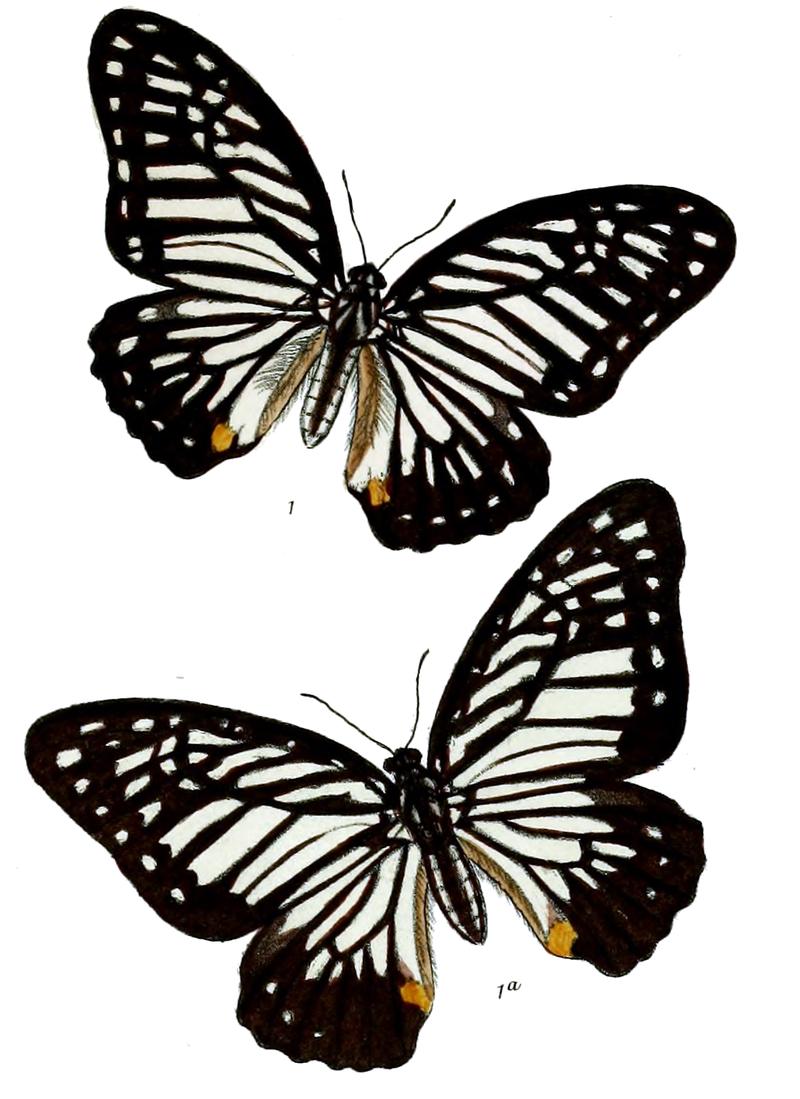 Paranticopsis neronus m 517