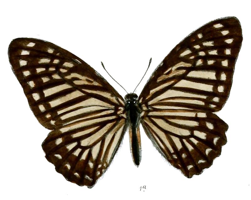 Paranticopsis polynices f 515