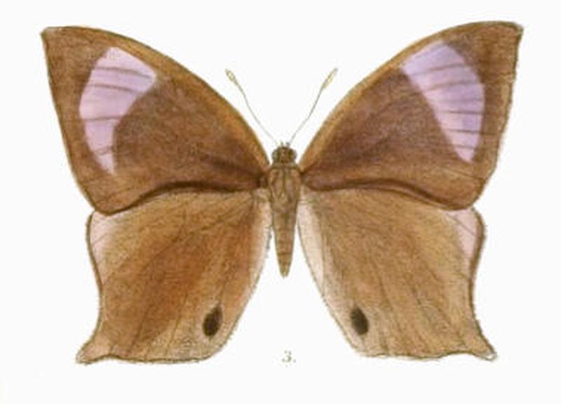 ParantirrhoeaMarshalli132 3