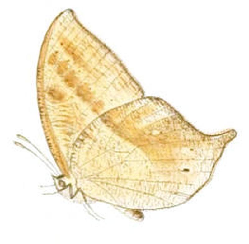 ParantirrhoeaMarshalli132 3a