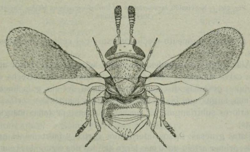 Paraphaenodiscus bicolor Fauna ibérica Ricardo García Mercet 1921