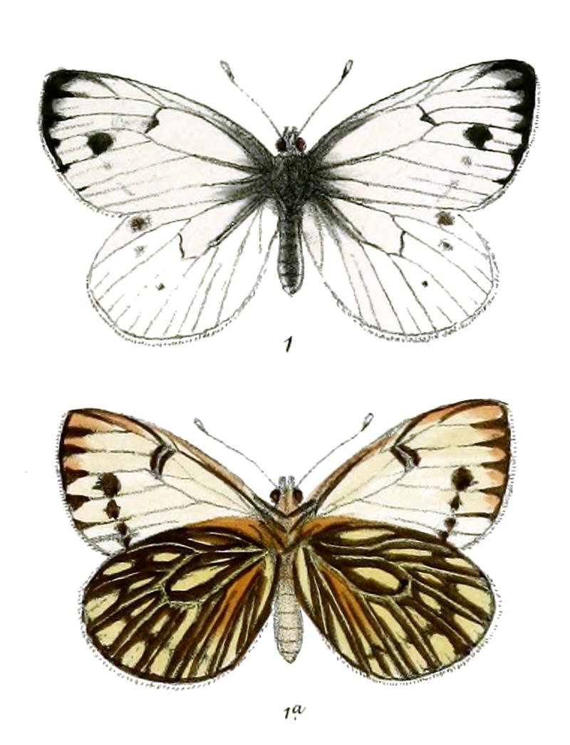 ParapierisChumbiensis 522