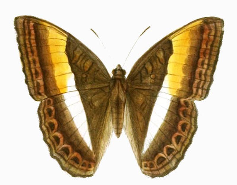 ParasarpaZayla248 1