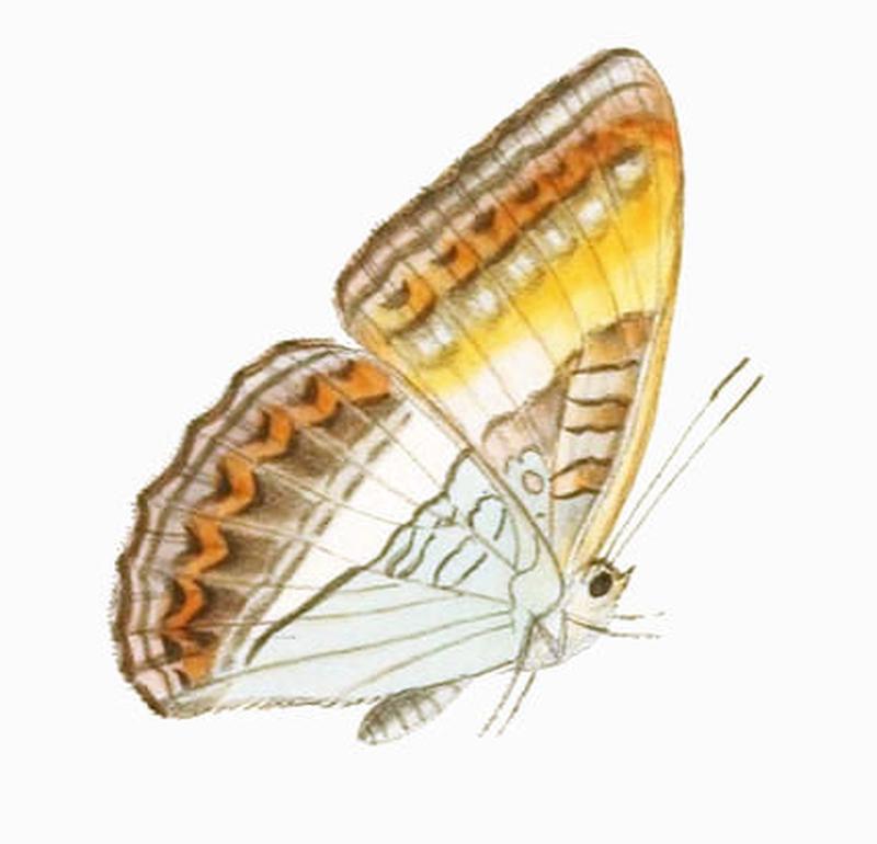 ParasarpaZayla248 1a