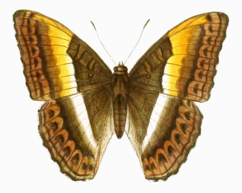 ParasarpaZayla248 1b
