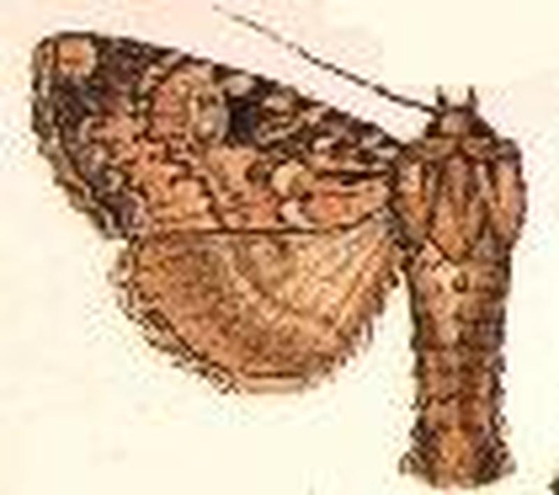 Parastichtis chinensis