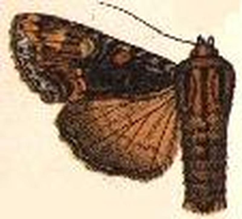 Parastichtis flavistigma