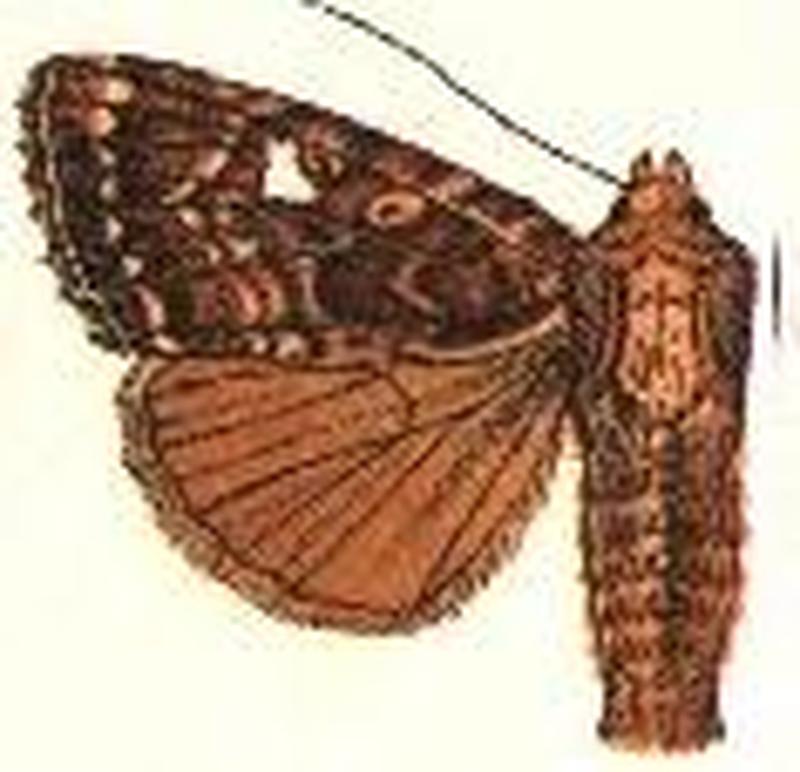 Parastichtis leucostigma