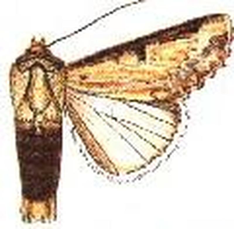 Parastichtis nigricostata