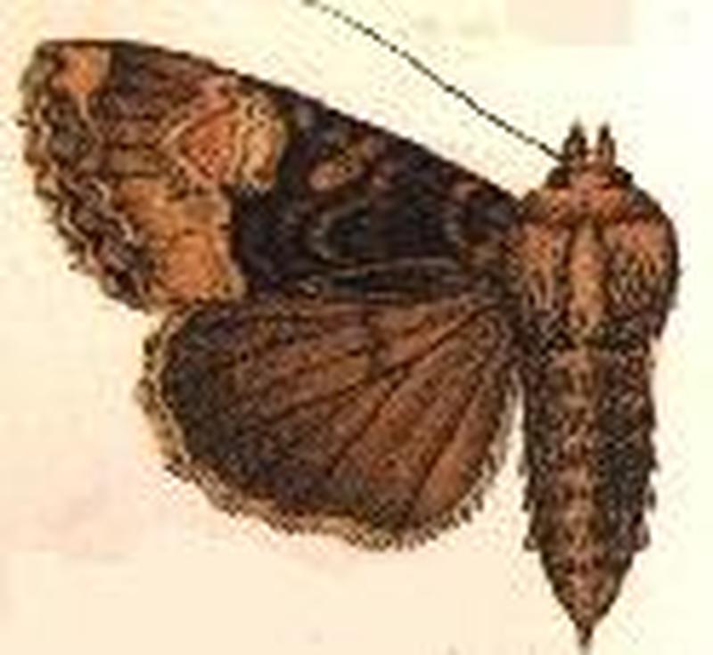 Parastichtis strigidisca