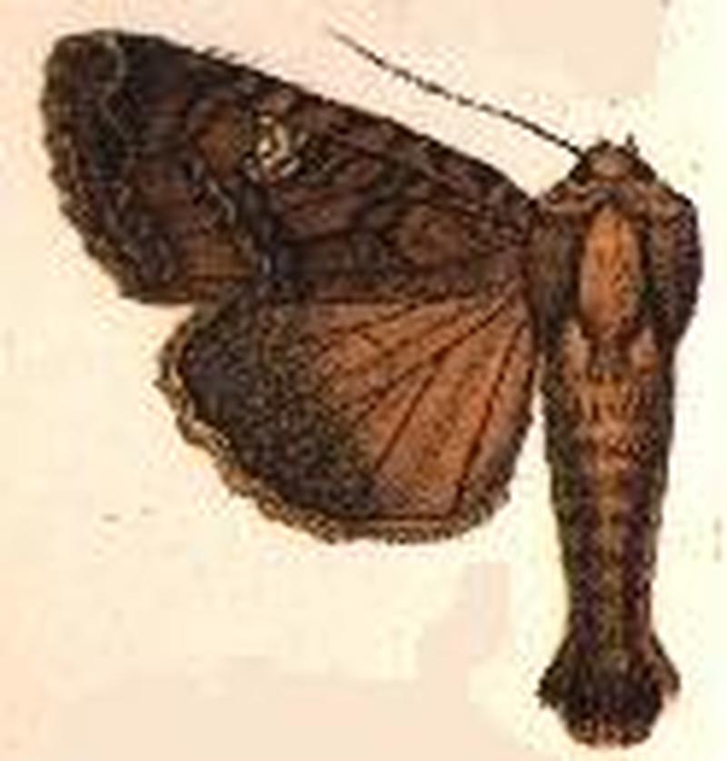 Parastichtis submarginata