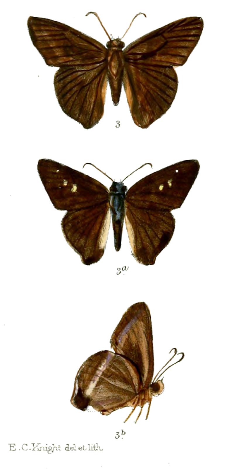 ParataAlexis 752 3