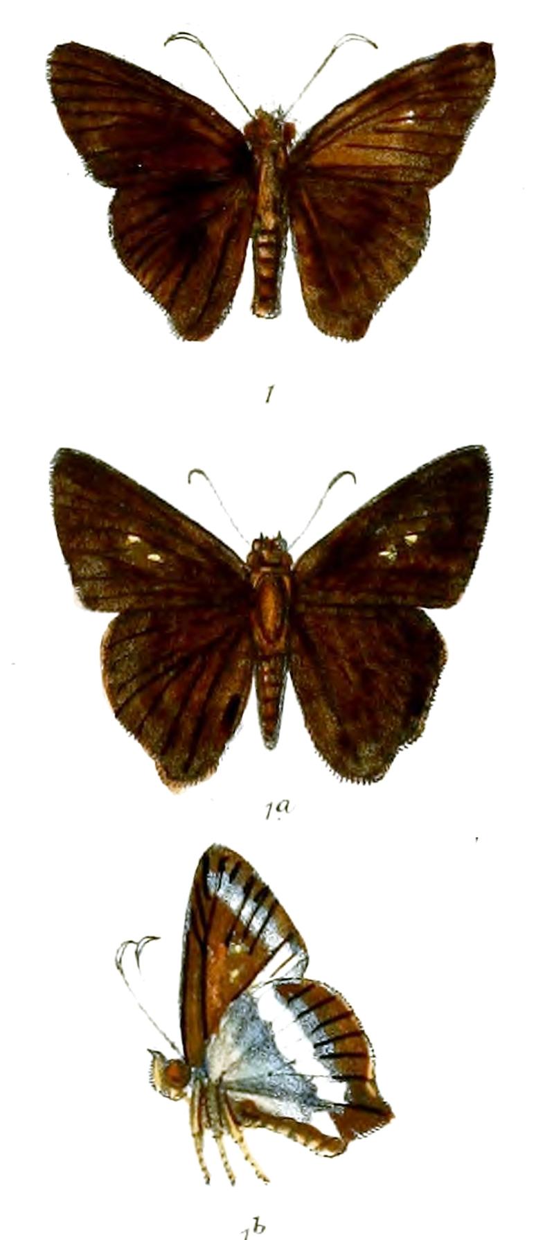 ParataButleri 753 1