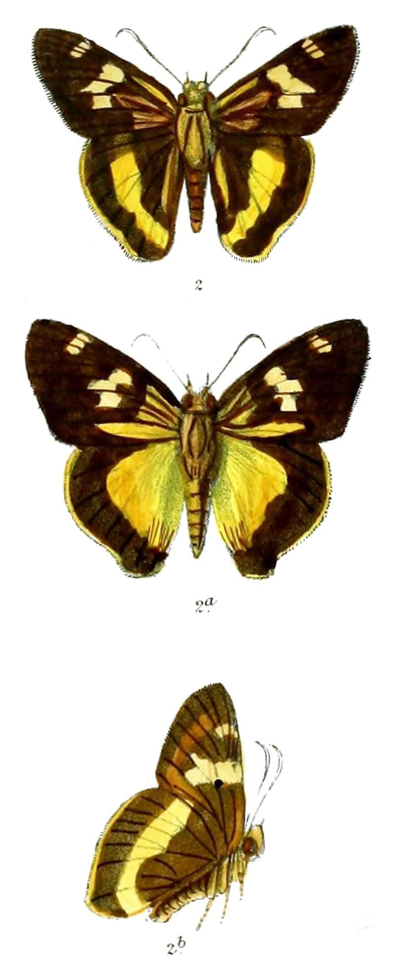 ParataChuza 753 2