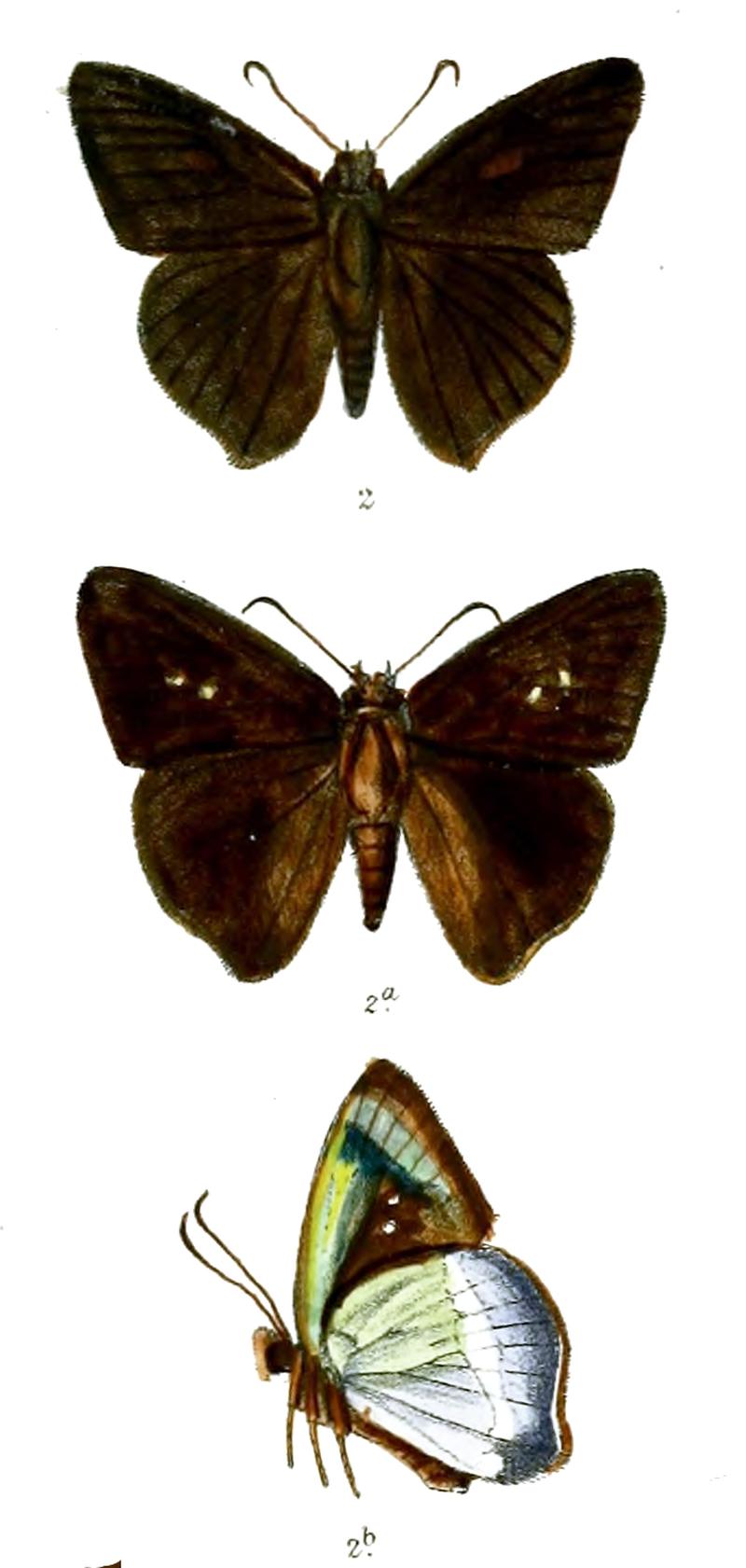 ParataMalayanaMFF 752 2