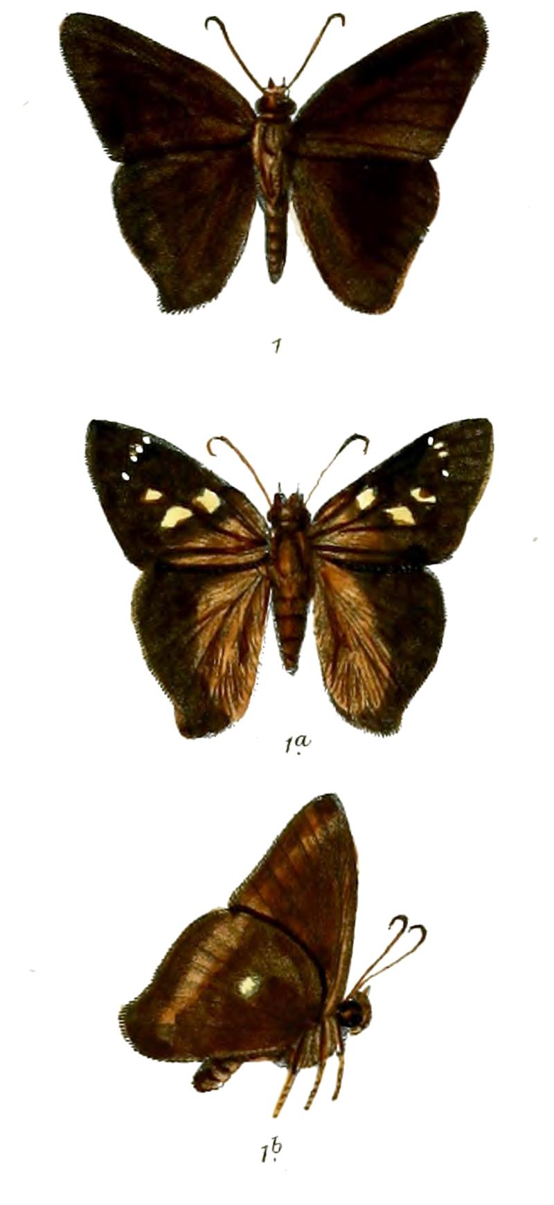 ParataSimplicissima 752 1