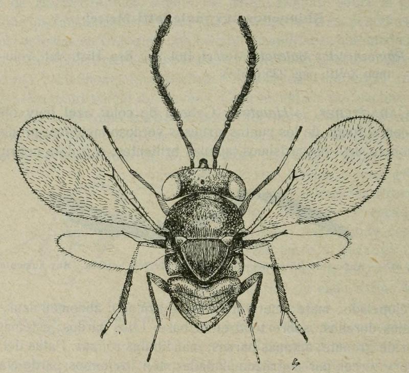 Paratetracnemoidea malenotti Fauna iberica (1921)