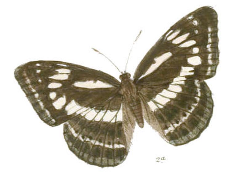ParathymaAdamsoni256 2a