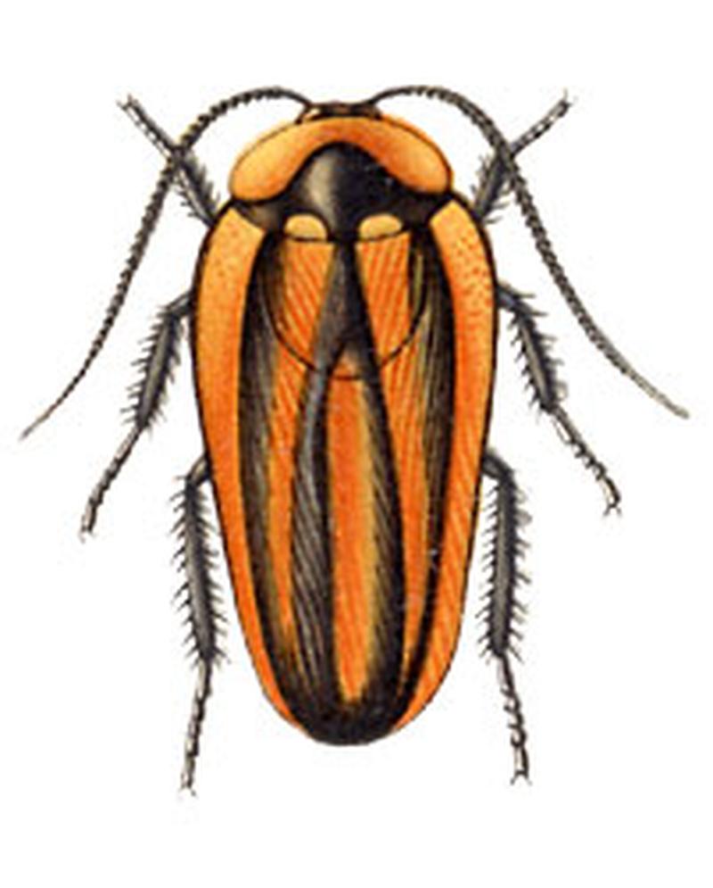 Paratropes phalerata