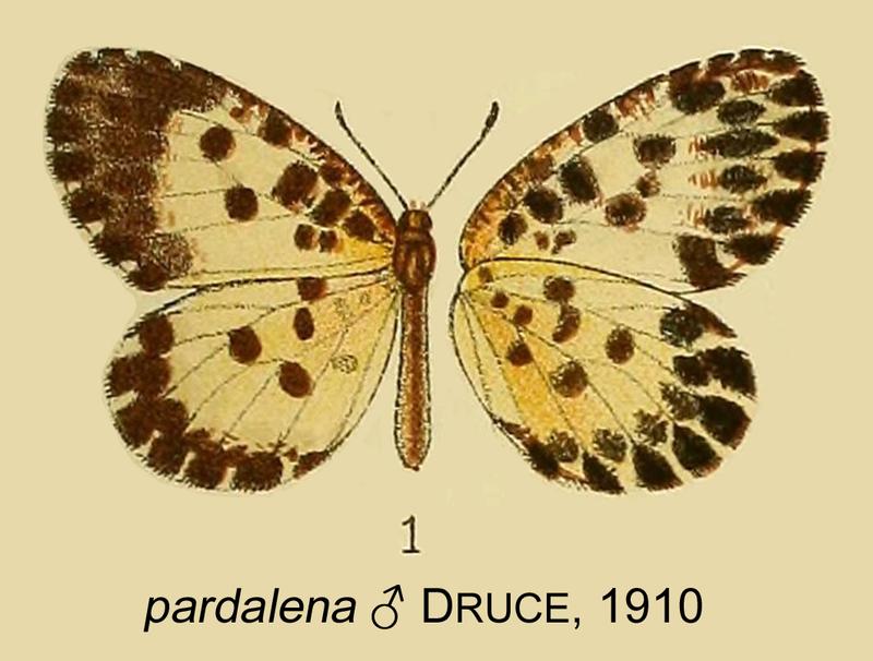 pardalena from original description