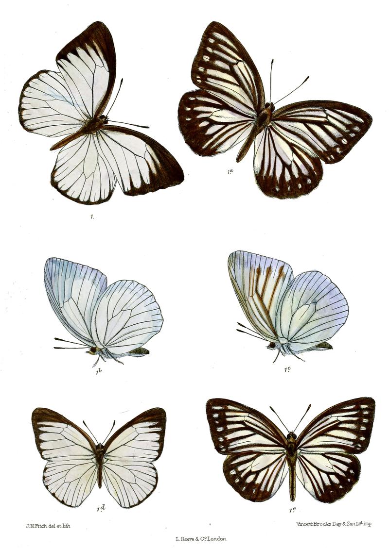 PareroniaAvatar 606