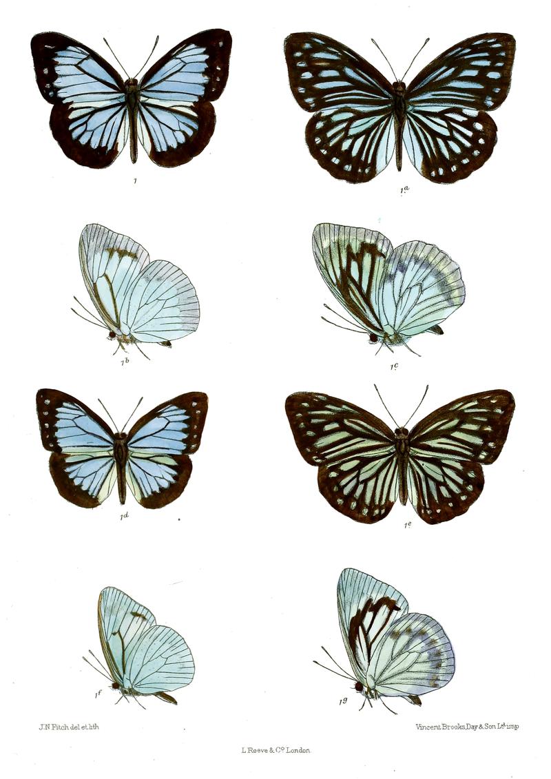 Pareronia fraterna P ceylanica
