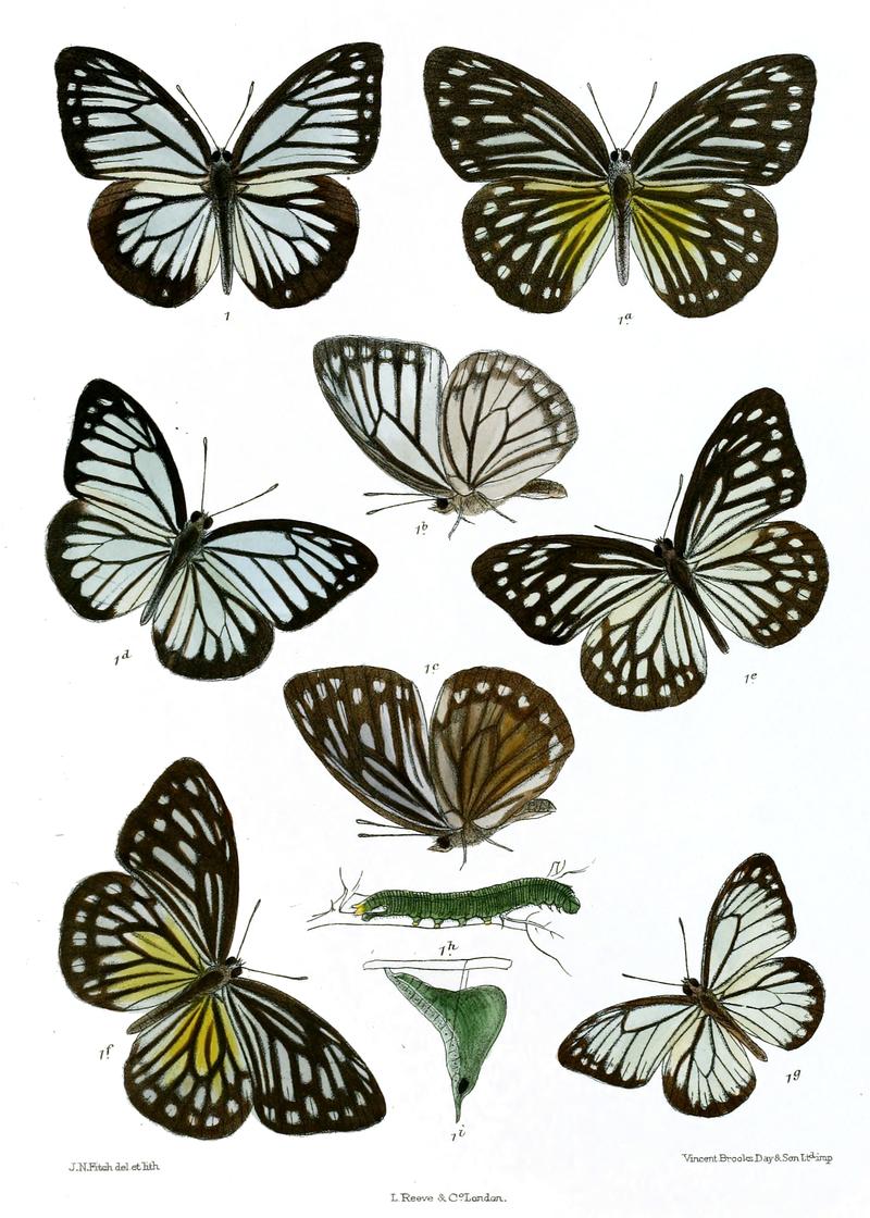 Pareronia hippia P anais