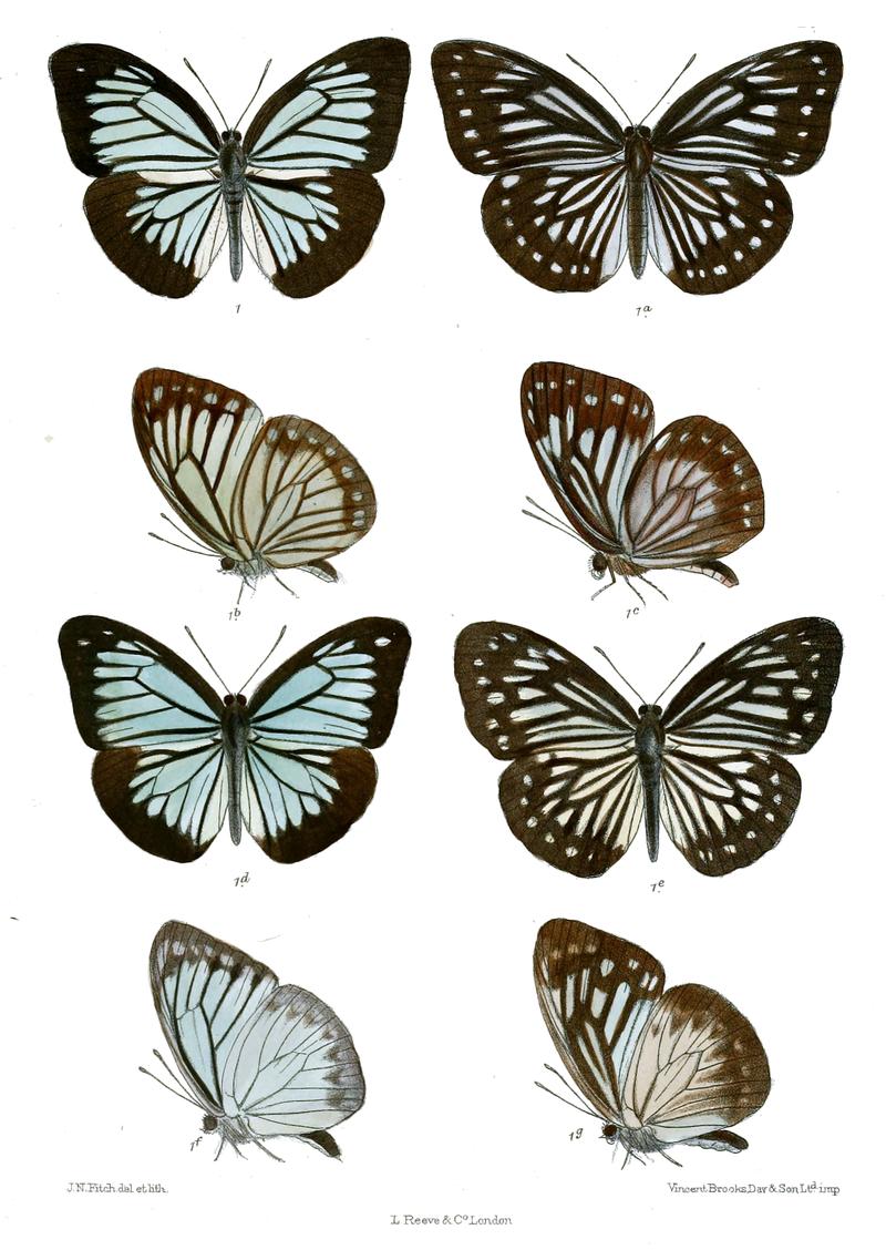 Pareronia naraka P ceylanica naraka