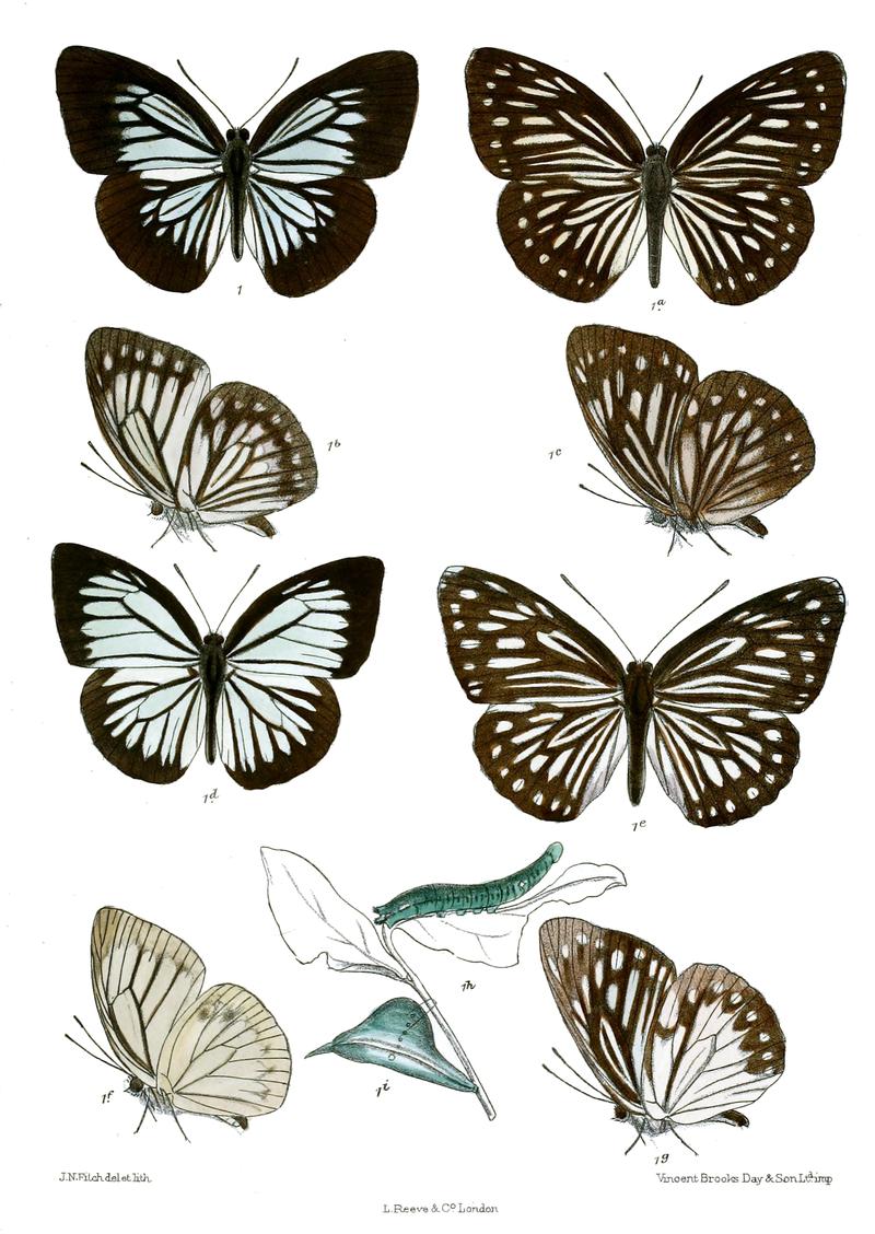 Pareronia pingasa P ceylanica pingasa