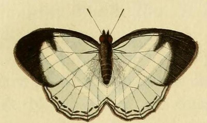 Pareuptychia ocirrhoeA