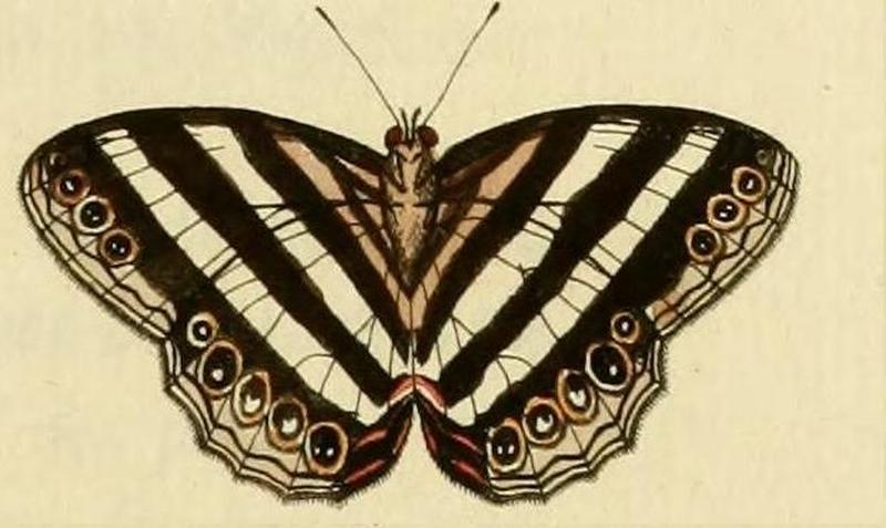 Pareuptychia ocirrhoeB