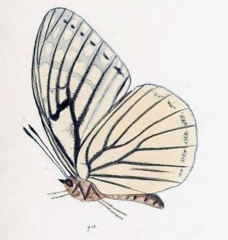 ParhestinaMena202 1a