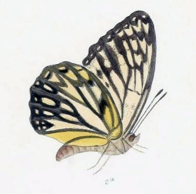 ParhestinaNicevillei202 2a