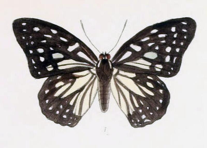 ParhestinaPersimilis201 1