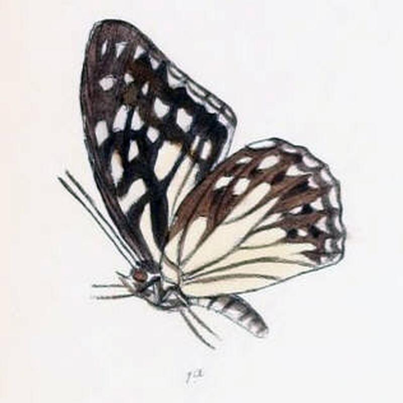 ParhestinaPersimilis201 1a