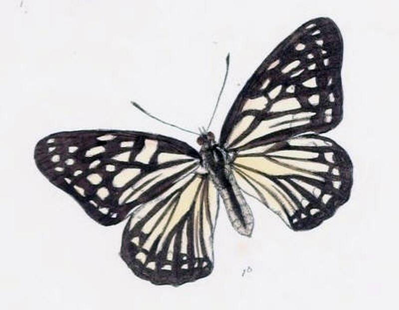 ParhestinaPersimilis201 1b
