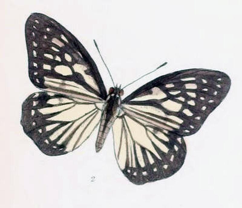 ParhestinaZella201 2